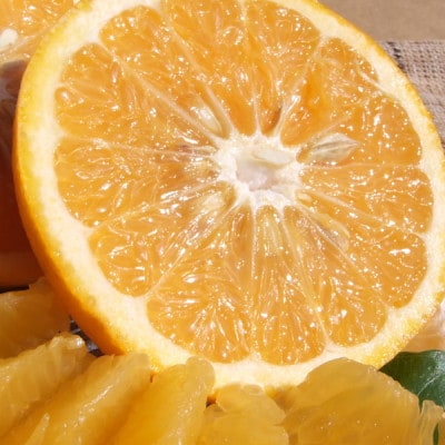 【訳あり】甘夏(あまなつ)[約8kg]和歌山県有田産 春みかん(サイズ混合・ご家庭用)