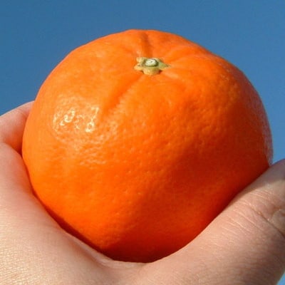 【訳あり】セミノールオレンジ [約10kg]和歌山県有田産 春みかん(サイズ混合・ご家庭用)