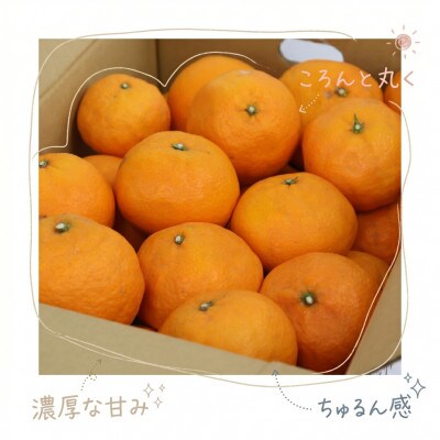 《訳あり 家庭用》セミノール　3kg(S～2Lサイズ混合)