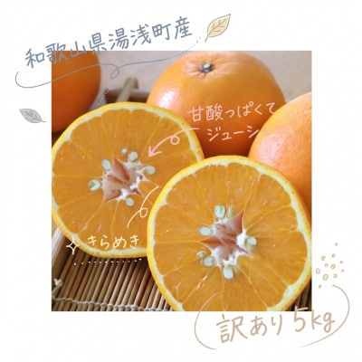 《訳あり 家庭用》セミノール　5kg(S～2Lサイズ混合)
