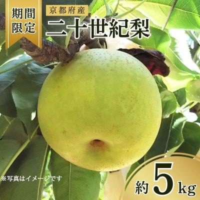 【期間限定】京都府京丹後産 二十世紀梨 約5kg(10玉～16玉入り)産地直送で甘いナシをお届け