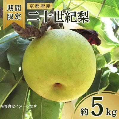 【期間限定】2026年産 旬の二十世紀梨 約5kg 10玉～16玉 産地直送 果物 フルーツ