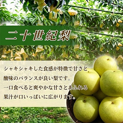 【期間限定】2026年産 旬の二十世紀梨 約5kg 10玉～16玉 産地直送 果物 フルーツ