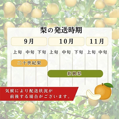 【期間限定】2026年産 旬の二十世紀梨 約5kg 10玉～16玉 産地直送 果物 フルーツ