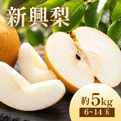 【先行予約・期間限定】2026年産 旬の新興梨 約5kg(6玉～14玉) 産地直送 果物 フルーツ | ふるさと納税のお礼品