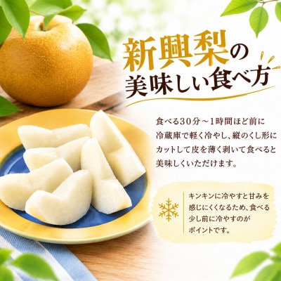 【先行予約・期間限定】2026年産 旬の新興梨 約5kg(6玉～14玉) 産地直送 果物 フルーツ