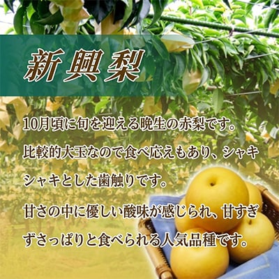 【先行予約・期間限定】2026年産 旬の新興梨 約3kg(5玉～8玉) 産地直送 果物 秋のフルーツ