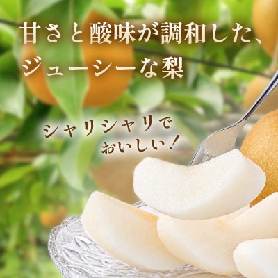 【先行予約・期間限定】2026年産 旬の新興梨 約3kg(5玉～8玉) 産地直送 果物 秋のフルーツ
