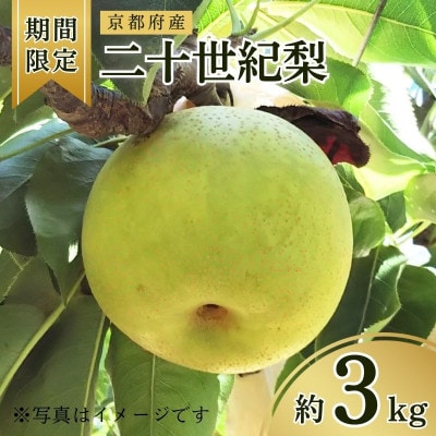 【先行予約・期間限定】2026年産 旬の二十世紀梨 約3kg 7玉〜10玉 産地直送