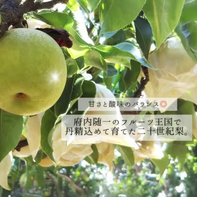 【先行予約・期間限定】2026年産 旬の二十世紀梨 約3kg 7玉〜10玉 産地直送
