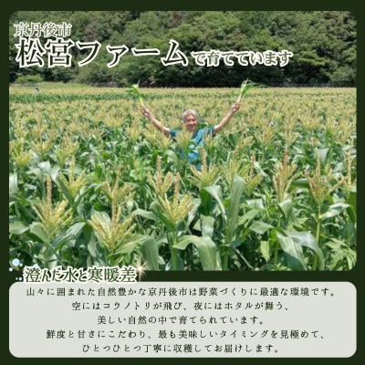 【先行予約】とうもろこし ホワイトコーン 10本 京都府