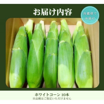 【先行予約】とうもろこし ホワイトコーン 10本 京都府