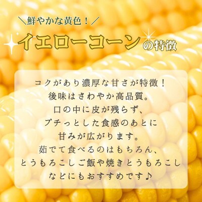 【先行予約】とうもろこし 2種セット各5本(ホワイトコーン・イエローコーン)  計10本