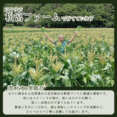【先行予約】とうもろこし 2種セット各5本(ホワイトコーン・イエローコーン)  計10本