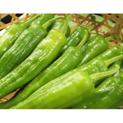 【期間限定】万願寺とうがらし 1kg A品(秀品)