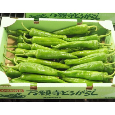 【期間限定】万願寺とうがらし A品(優品)1kg