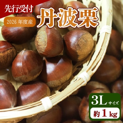 【先行予約】 2026年度産 京都府産 丹波栗 1kg 3Lサイズ