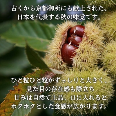 【先行予約】 2026年度産 京都府産 丹波栗 1kg 3Lサイズ