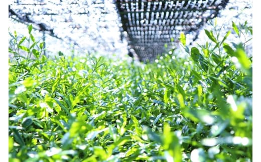 【プレミアム宇治茶(手摘み玉露)】プレミアム宇治玉露 50g 袋入り 京都やましろ農業協同組合