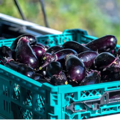 【毎月定期便】【産地直送】旬のお野菜詰め合わせ 京野菜セット 6～8種類全12回