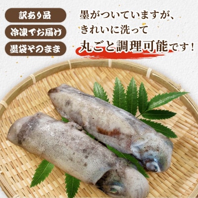 訳あり 【京都府産 アオリイカ】約1kg(2杯)