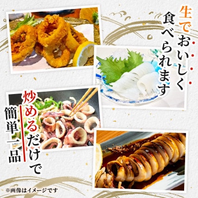 訳あり 【京都府産 アオリイカ】約1kg(2杯)