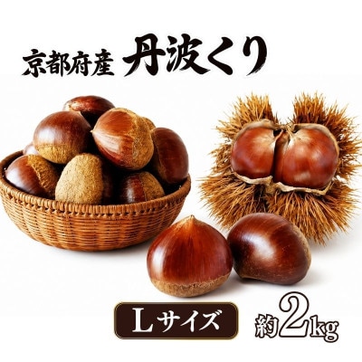 《先行受付》2026年度産 丹波くり Lサイズ  約2kg 京都府産栗