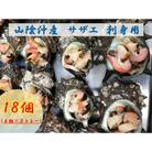 山陰沖産　サザエ刺身用
