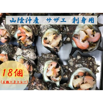 山陰沖産　サザエ刺身用