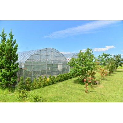 福岡県ブランドいちじく「とよみつひめ」9個または12個入(約700g)