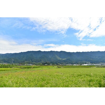 【桐箱入】福岡県ブランド柿「秋王」(2個入)
