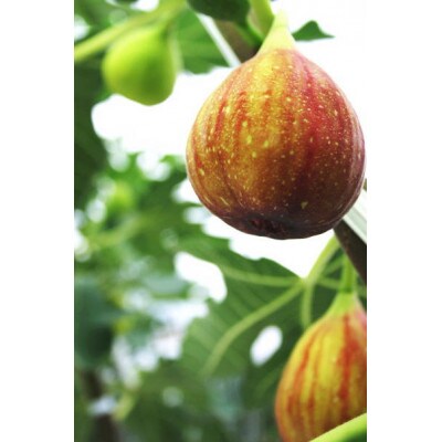 いちじく『とよみつひめ』　900g(9ー12玉)(福岡県)