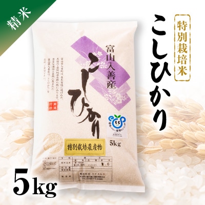 令和5年産　特別栽培米こしひかり　精米5kg