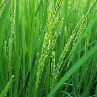 令和5年産　特別栽培米こしひかり　精米5kg