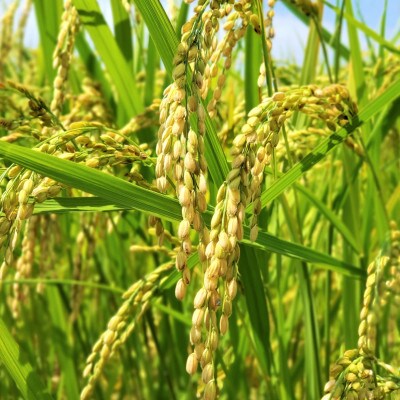 令和4年産 特別栽培米こしひかり 精米5kg
