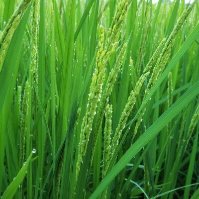 令和4年産 特別栽培米こしひかり 精米5kg×2袋