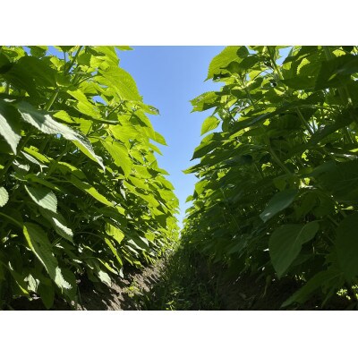 にゅうぜん えごまセット