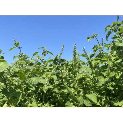 にゅうぜん えごまセット