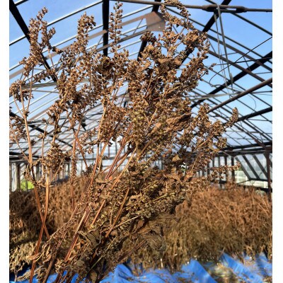 にゅうぜん えごまセット