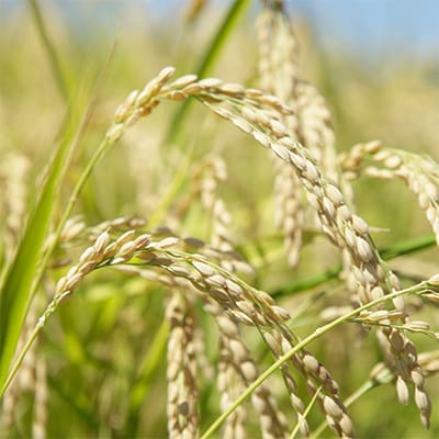 【毎月定期便】白山市産 六星の特上米こしひかり 5kg 全4回