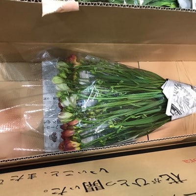 エアリーフローラ　50本