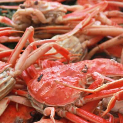 香箱ガニ　10杯　ボイル　_22218