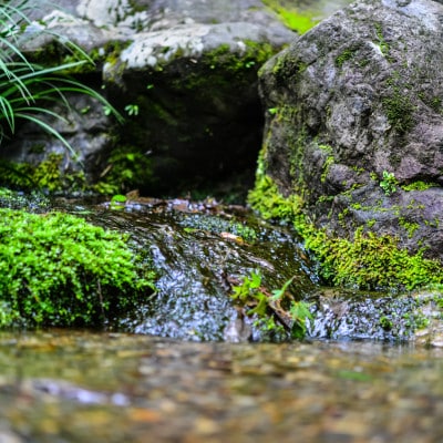 能登町産　特別栽培米　能登コシヒカリ(玄米)　5kg×2袋　_26012