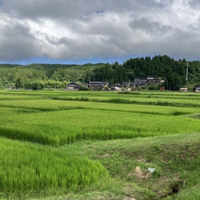 能登町産　特別栽培米　能登コシヒカリ(玄米)　5kg×2袋　_26012