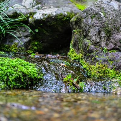 能登町産　特別栽培米　能登コシヒカリ(精米)　5kg　_26013