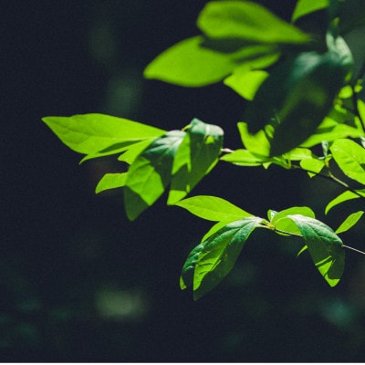 QINO　SODA　黒文字　―白山麓―　6本入　_26004