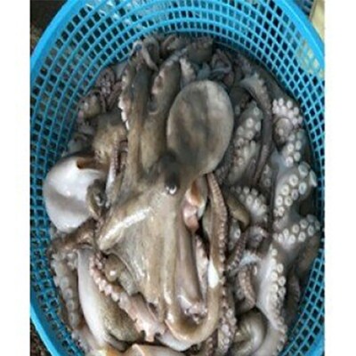 生タコのゆでたて体験 2名様分 ご当地名産品土産つき 蒲郡産 G0161 お礼品詳細 ふるさと納税なら さとふる 生タコのゆでたて体験 2名様分 ご当地名産品土産つき 蒲郡産 G0161 お礼品詳細 ふるさと納税なら さとふる