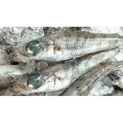 がまごおり撰魚認定(※)　めひかり唐揚げ用粉付き(360g×2袋) _【G0007】