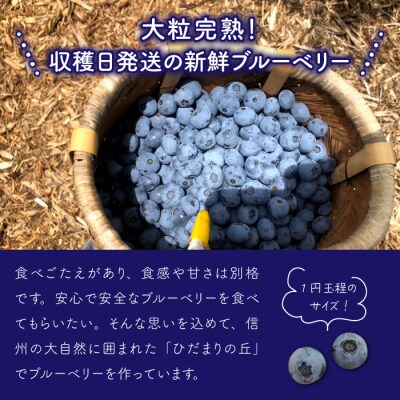 【先行受付2024年発送】信州・東御市産 朝摘み大粒ブルーベリー500g