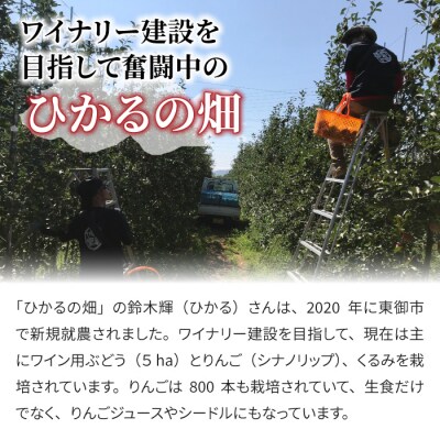 【数量限定】長野県オリジナルりんご「シナノリップ」 10個
